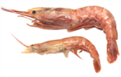 阿根廷紅蝦(刺身) L1 RED PRAWN (ARG)